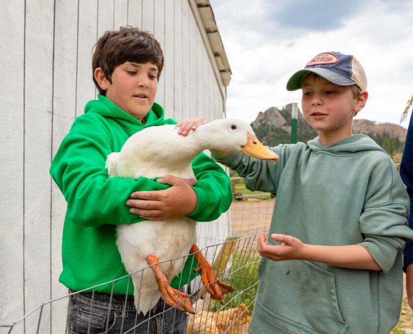 Boys holding duck.