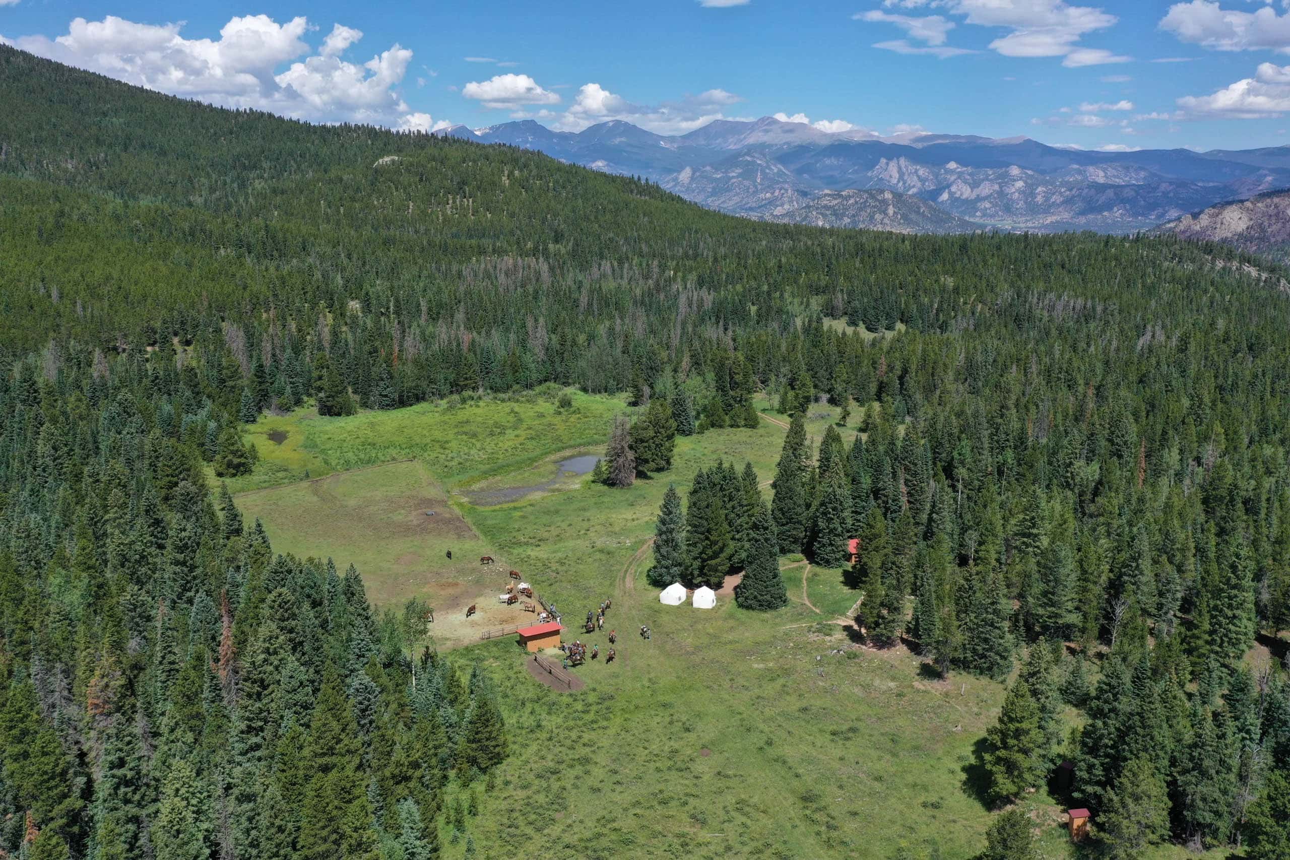 Aerial view of horses in the grass.