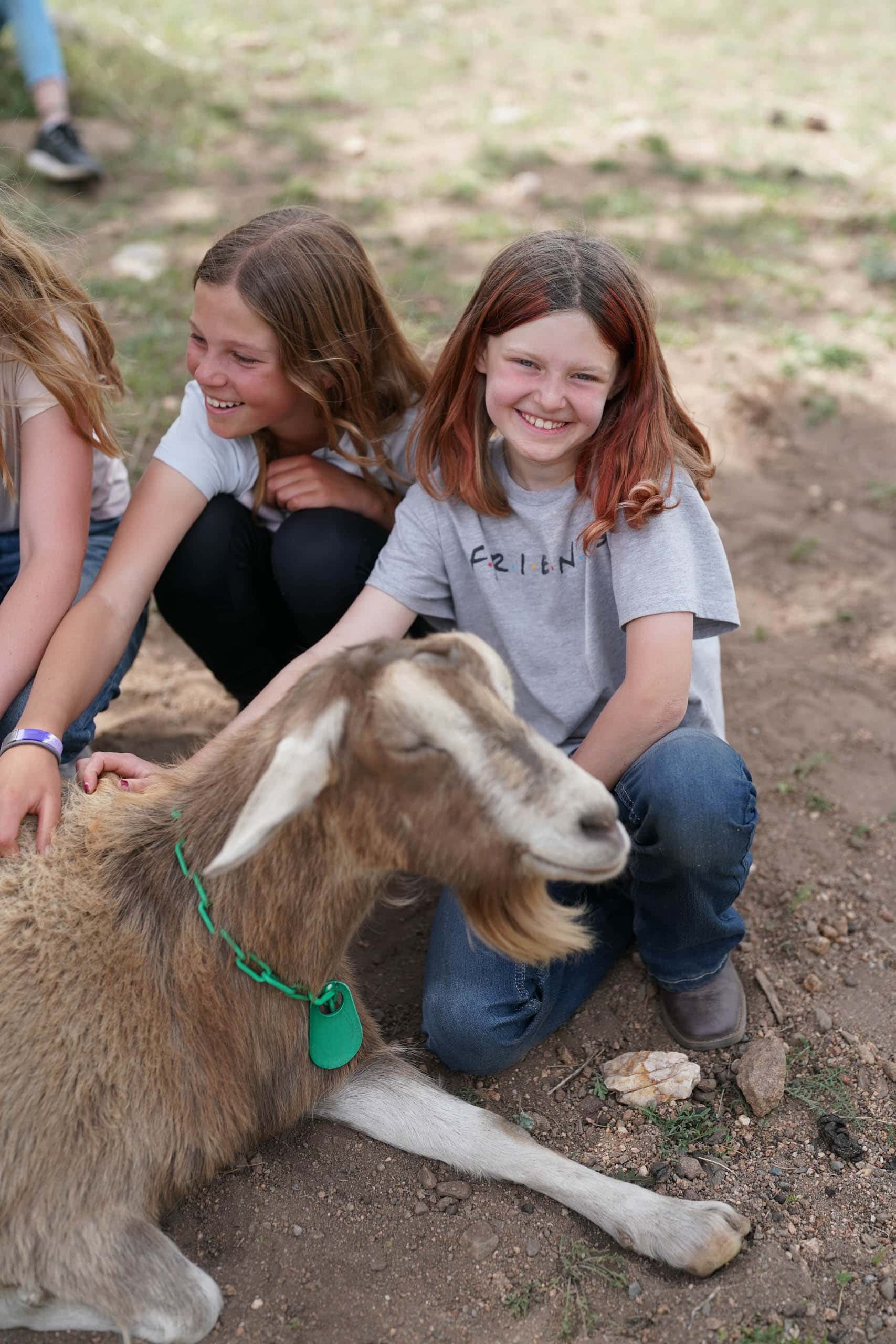 Campers petting goats.