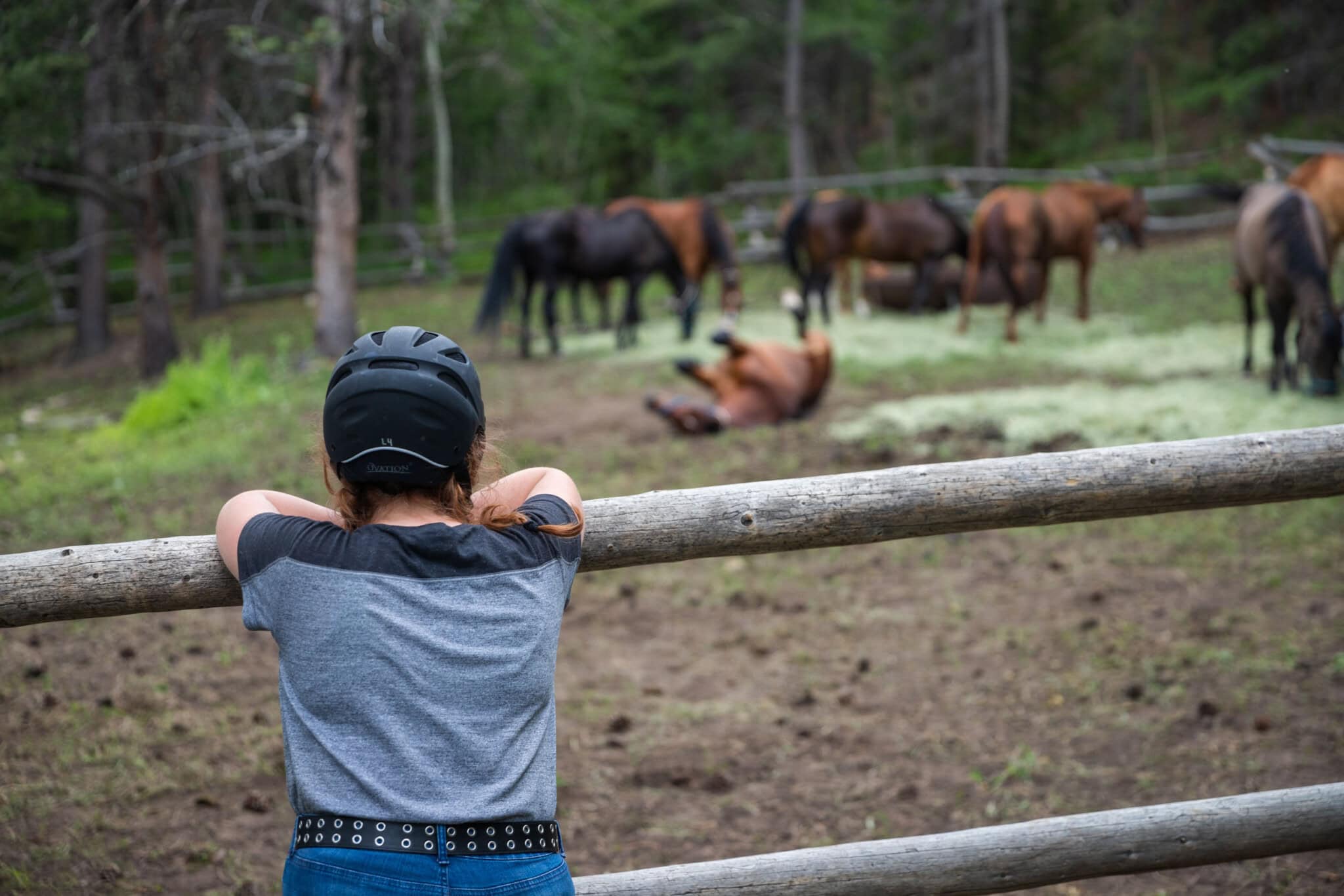 Girl looking at horses.